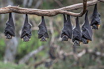 Grey-headed flying-foxes (Pteropus poliocephalus) hang from a branch.?Yarra Bend Park, Kew, Victoria, Australia. November 2019.