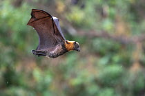 Grey-headed flying-fox (Pteropus poliocephalus) in flight flares wings coming in to land, during a light  summer rain shower. Yarra Bend Park, Kew, Victoria, Australia. December.
