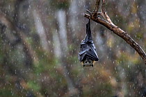 Portrait of a Grey-headed flying-fox (Pteropus poliocephalus) hanging from a branch with wings wrapped around body  to help keep dry during a summer rain shower.  Yarra Bend Park, Kew, Victoria, Austr...