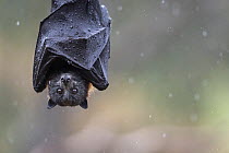 Portrait of a Grey-headed flying-fox (Pteropus poliocephalus) hanging from a branch with wings wrapped around body  to help keep dry during a summer rain shower. Yarra Bend Park, Kew, Victoria, Austra...