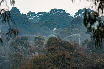 Sprinkler system set up high in the trees at Melbourne's Yarra Bend Grey-headed flying-fox (Pteropus poliocephalus) colony in an attempt to try and keep them cool during an extreme heat event whe...