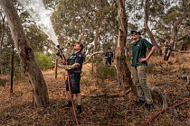 Firefighter from Melbourne's Metropolitan Fire Brigade (MBF) try and help cool down the Yarra Bend Grey-headed Flying-fox (Pteropus poliocephalus) colony by spraying water on them.  Park Ranger and...