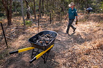 Park Ranger and Grey-headed Flying-fox Project Officer Stephen Brend on his way to get more supplies and coordinate rescue attempts, walks past a wheelbarrow filled with dead Grey-headed Flying-foxes...