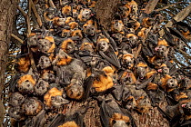 During an extreme heat-stress event at Melbourne's Yarra Bend Grey-headed Flying-fox (Pteropus poliocephalus) colony, where temperatures exceeded 43&deg;in a desperate search for somewhere cooler and...
