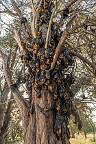 During an extreme heat-stress event at Melbourne's Yarra Bend Grey-headed Flying-fox (Pteropus poliocephalus) colony, where temperatures exceeded 43&deg;C, in a desperate search for somewhere cooler a...