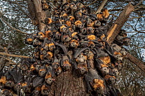 During an extreme heat-stress event at Melbourne's Yarra Bend Grey-headed Flying-fox (Pteropus poliocephalus) colony, where temperatures exceeded 43??in a desperate search for somewhere cooler and les...