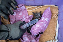 During an extreme heat-stress event at Melbourne's Yarra Bend Grey-headed Flying-fox colony, where temperatures exceeded 40&deg;C, Melbourne Zoo veterinarian Sarah Frith gives in-field triage to a suf...