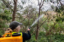Volunteer bat rescuer Tracy Cleaves, spraying water t to cool down some Grey-headed Flying-foxes (Pteropus poliocephalus) that have descended from the safety of higher branches, in an attempt to escap...