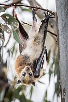 Portrait of a young pup Grey-headed Flying-fox (Pteropus poliocephalus) with piebaldism (a rare genetic condition, typically present at birth, in which an animal develops unpigmented) hangs from a tre...