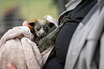 Bat rescuer, carer and founder of Fly-by-night bat clinic, Tamsyn Hogarth, comforts a young rescued Grey-headed Flying-fox (Pteropus poliocephalus) that has just been rescued during a heat-stress even...