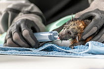 During an extreme heat-stress event where temperatures exceeded 40&deg;C, Melbourne Zoo veterinarian Sarah Frith gives in-filed triage to a suffering young and Grey-headed Flying-fox (Pteropus polioce...