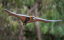 Grey-headed flying-fox (Pteropus poliocephalus) flying .??Yarra Bend Park, Kew, Victoria, Australia. ?January.