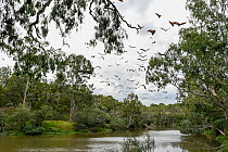 Grey-headed flying-fox (Pteropus poliocephalus) flying over the Yarra River, Melbourne. Watched on by wildlife rescuer Louise Bonomi. Fairfield, Victoria, Australia. March.