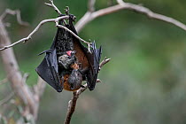 Grey-headed flying-fox (Pteropus poliocephalus) female that has just given birth licking clean her new born. Placenta visible. Yarra Bend Park, Kew, Victoria, Australia. October.