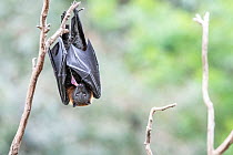 Grey-headed Flying-fox (Pteropus poliocephalus) that has just given birth, eats the placenta. Yarra Bend Park, Kew, Victoria, Australia.  October.