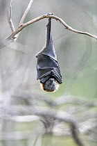 Portrait of a Grey-headed flying-fox (Pteropus poliocephalus) hanging from a branch. Yarra Bend Park, Kew, Victoria, Australia. October.