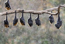 Grey-headed flying-foxes (Pteropus poliocephalus) hang from a branch during a light summer rain shower. Yarra Bend Park, Kew, Victoria, Australia. November.