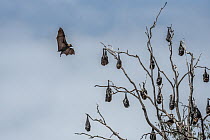 Grey-headed flying-foxes (Pteropus poliocephalus) hang in a tree with one coming in to land. Yarra Bend Park. Kew, Victoria, Australia. November.