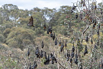 Grey-headed flying-foxes (Pteropus poliocephalus) hang in a tree with one coming in to land. Yarra Bend Park. Fairfield, Victoria, Australia. November.