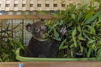 Bushfire victim Koala (Phascolarctos cinereus) named 'Flash' in his enclosure eating eucalyptus leaves. Flash was caught in a bushfire at Hillville near Taree (NSW) in November, 2019. He arrived to ca...