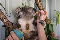 ?Senior wildlife carer for Port Stephens Koalas, Julie Jennings, feeding a bushfire victim Koala (Phascolarctos cinereus) named 'Char', a supplementary feed. Char was caught in a bushfire at Hillville...