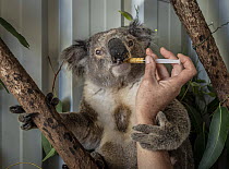 Senior wildlife carer for Port Stephens Koalas, Julie Jennings, feeds a bushfire victim koala (Phascolarctos cinereus) named 'Char', a supplementary feed. Char was caught in a bushfire at Hillville ne...