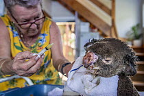 ?Sue Swain gives a bush fire victim koala (Phascolarctos cinereus) named 'Sooty', a dietary supplement in her garage (where she keeps this koala being cared for). ??Sooty' was very badly burnt during the Taree bushfires (NSW) in November 2019. His nose, hands, feet and chin were all affected - his hands were red and swollen with fluid - and his fur is all singed and charred. ????After three weeks his skin has started to heal very well, but he was having gut problems as a result of treatment with antibiotics for his burn wounds. He passed away a few hours after this photo was taken. Anna Bay, NSW, Australia. December, 2019. Editorial use only.