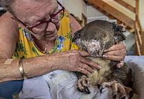 Sue Swain looks at the bush fire victim koala (Phascolarctos cinereus) named 'Sooty' who she has just applied burn cream to. 'Sooty' was very badly burnt during the Taree bushfires...