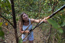 Julie Jennings, senior wildlife carer for Port Stephens Koalas, collects eucalyptus branches to feed to the koalas (Phascolarctos cinereus) under her care, using a long arm branch cutter. One Mile, NS...