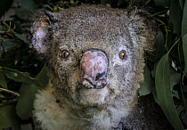 Portrait of a burnt koala (Phascolarctos cinereus) named 'Flash', a victim of the bushfires at Hillville near Taree (NSW). He arrived into care with a burnt nose, burnt hands and feet. Despi...