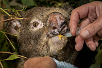 Julie Jennings, senior wildlife carer for Port Stephens Koalas, feeds bushfire burnt koala (Phascolarctos cinereus) named 'Flash', a supplementary feed, which is in addition to the eucalyptus leave Fl...