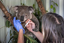 Senior wildlife career for Port Stephens Koalas, Julie Jennings, applies an eye ointment to a bushfire victim koala (Phascolarctos cinereus) named 'Char'. Char was caught in a bushfire at Hillville ne...