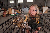 Jacky Hunt,  specialist in bird rescue and rehabilitation, with a Boobook Owls (Ninox boobook), which she is providing temporary accommodation for in her factory. These birds were evacuated from the W...