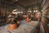 Jacky Hunt,  specialist in bird rescue and rehabilitation, with two Kookoaburras (Dacelo sp.) which she is providing temporary accommodation for in her factory. These birds were evacuated from the Wal...