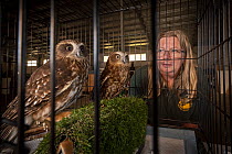 Jacky Hunt, a specialist in bird rescue and rehabilitation, with two Boobook owls (Ninox boobook), which she is providing temporary accommodation for in her factory. These birds were evacuated from th...