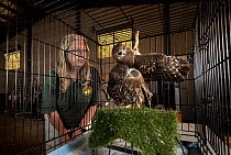 Jacky Hunt, specialist in bird rescue and rehabilitation, with two Boobook owls (Ninox boobook), which she is providing temporary accommodation for in her factory. These birds were evacuated from the...