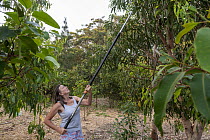 Julie Jennings, senior wildlife carer for Port Stephens Koalas, collects eucalyptus branches to feed to the koalas (Phascolarctos cinereus) under her care, using a long arm branch cutter. One Mile, NS...