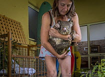 Julie Jennings, senior wildlife carer for Port Stephens Koalas, move bushfire a burnt Koala (Phascolarctos cinereus) named 'Flash' from his enclosure to allow her to clean the enclosure and check and...