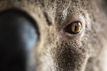 Close up portrait of the eye of a rescued koala (Phascolarctos cinereus). Named 'CJ', he was the victim of a dog attack. He has eye injuries, scrapes and missing fur and is being treated with antibiot...