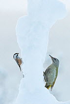 Siberian Tit (Parus cinctus) and Grey-heades woodpecker (Picus canus), Kuusamo, Finland, January.