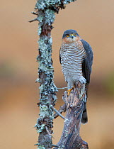 Sparrowhawk (Accipiter nisus) perched on snag, Norway, October.