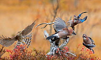 Sparrowhawk (Accipiter nisus) chasing Jays (Garrulus glandarius) Norway, October.