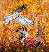 Sparrowhawk (Accipiter nisus) chasing a Jay (Garrulus glandarius) Norway, October.