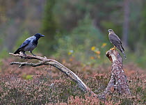 Sparrowhawk (Accipiter nisus) and a Hooded Crow (Corvus corone cornix) Norway, October.