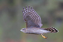Sparrowhawk (Accipiter nisus) juvenile flying , Norway, October.