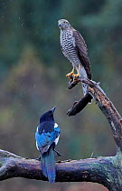 Sparrowhawk (Accipiter nisus) juvenile and a Magpie (Pica pica) Norway, October.