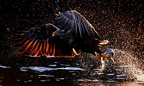 White-tailed eagle (Haliaeetus albicilla) taking off with fish prey, Norway, August. Overall winner of Glanzlichter Photo Competition 2020.