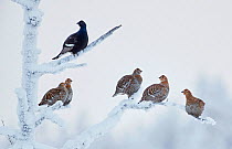Black Grouse (Lyrurus tetrix) male with group of females, Suomussalmi Finland, January. Commended in Bird Photographer of the Year competition 2020.
