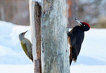 Black Woodpecker male (Dryocopus martius) and female Grey-headed Woodpecker (Picus canus) Finland, February.
