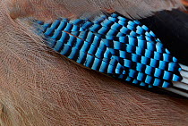 Jay (Garrulus glandarius) close up of blue wing feathers, Norway, October.